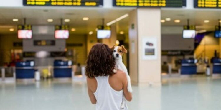 Viaje con mascota en avión. Imagen de Eva Blanco en iStock.