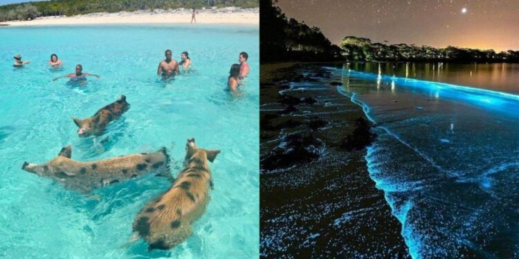 Desde nadar con cerdos a pisar arena rosa: las 10 playas más extrañas del mundo