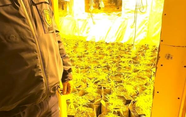 Detenida una pareja en Calafell con 1.130 plantas de marihuana