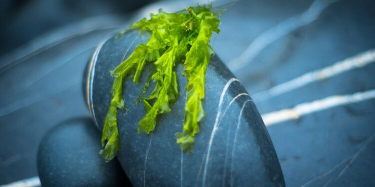 El alga este año manda.