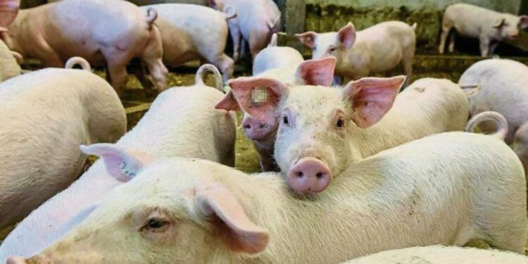 El sector porcino cierra el año más complicado con precio medio récord