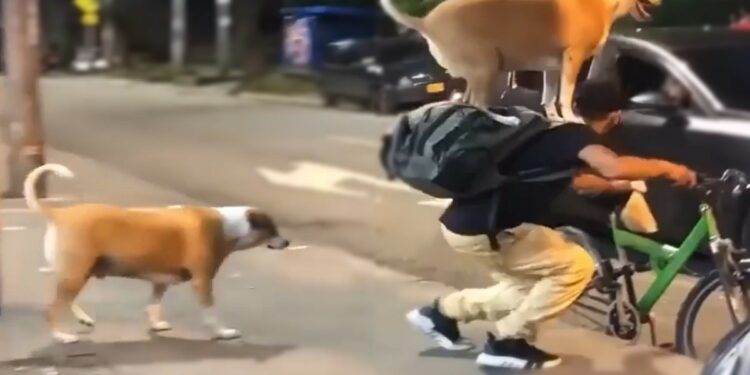 En bicicleta joven muestra rutina de viaje con su perro