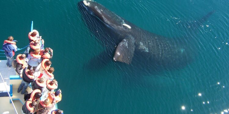 El verano resulta un buen momento para conocer distintas especies que habitan en la Patagonia, como las ballenas jorobadas, minke y sei (Crédito: Ministerio de Turismo y Deportes)
