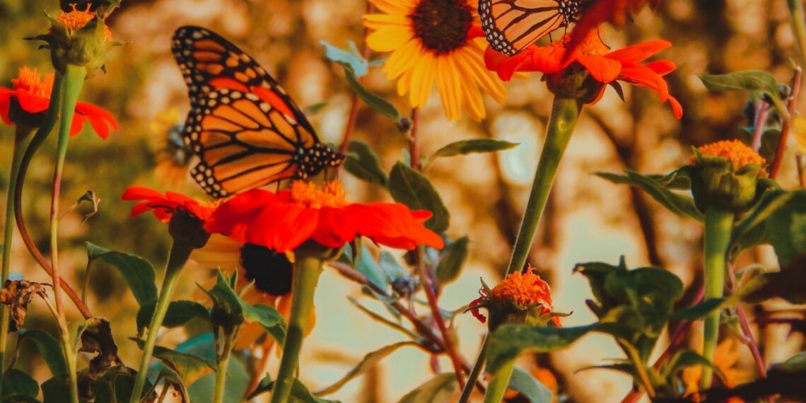 Fotógrafos viajeros: el campamento para tomar las mejores fotos de la mariposa monarca