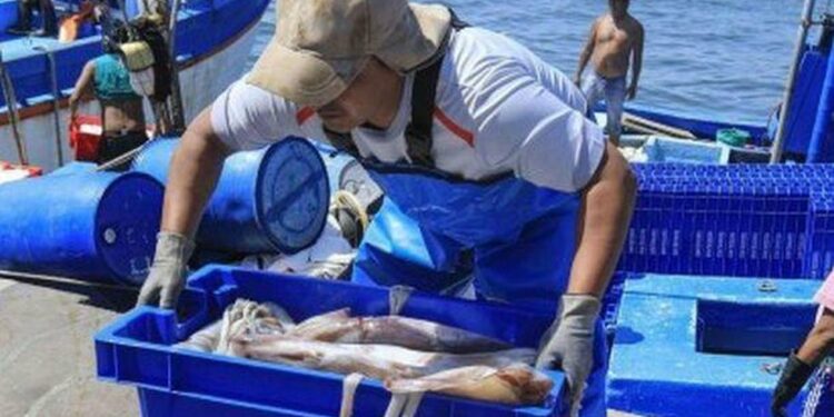 Imarpe lleva 3 años sin realizar crucero de evaluación de pota por condición de embarcaciones | Calamar gigante | SNI | PERU