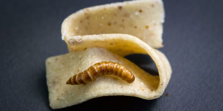 Insectos seguros para comer