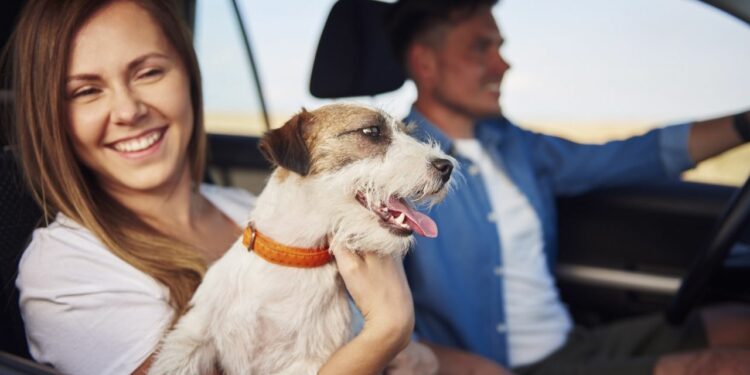 Las mejores recomendaciones para llevar nuestra mascota de vacaciones