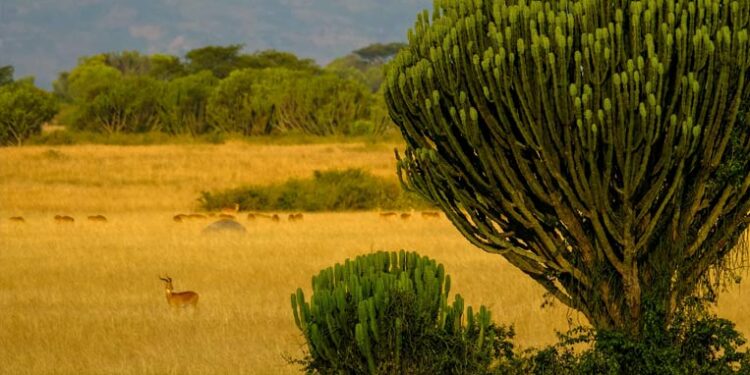 <p>Uganda y Bali son dos de los doce destinos sostenibles que propone Evaneos para viajar en 2023. Fotos. Evaneos.</p>
