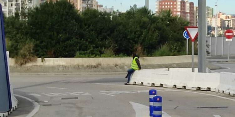 Los 'chipis' continúan a sus anchas en el puerto de Algeciras