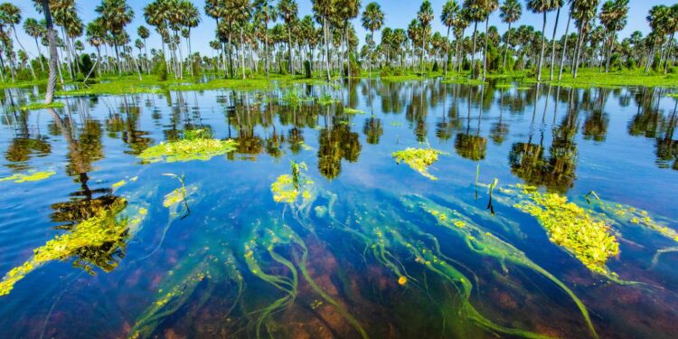 Bañado La Estrella: el destino turístico por excelencia en Formosa cuenta con un parador para visitantes - NEA HOY