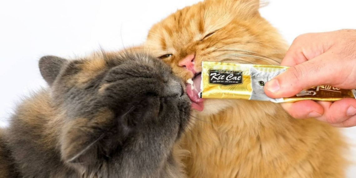 Gatos comiendo snack cremoso