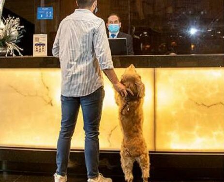 Los hoteles pet friendly son una tendencia en el mundo. Foto: Internet
