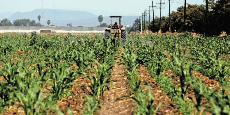Productores de Jalisco tendrán la oportunidad de exportar alimentos al Medio Oriente