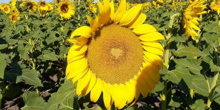 Promocionan viajes sin definir fecha de girasoles