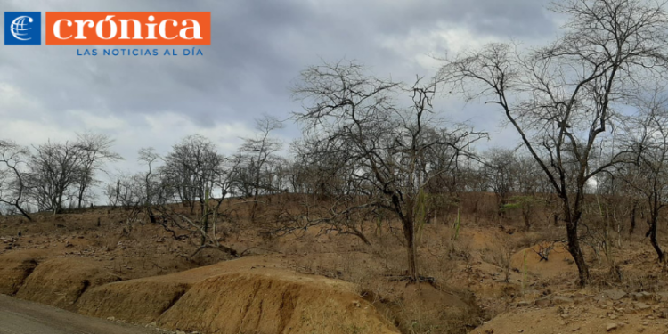 Sector turístico a la espera del florecimiento de los guayacanes    – Crónica