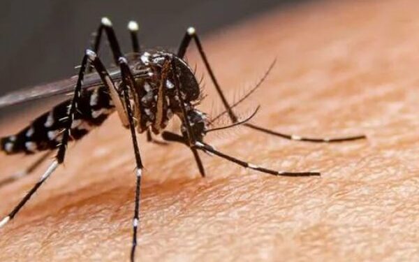 Temporada de dengue: arrancan las vacaciones y Salud eleva los cuidados para quienes viajan a Brasil