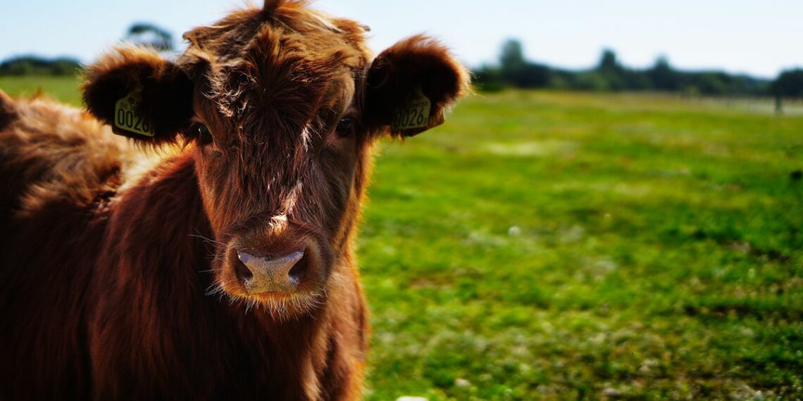 Uruguay le provee a Brasil carne orgánica