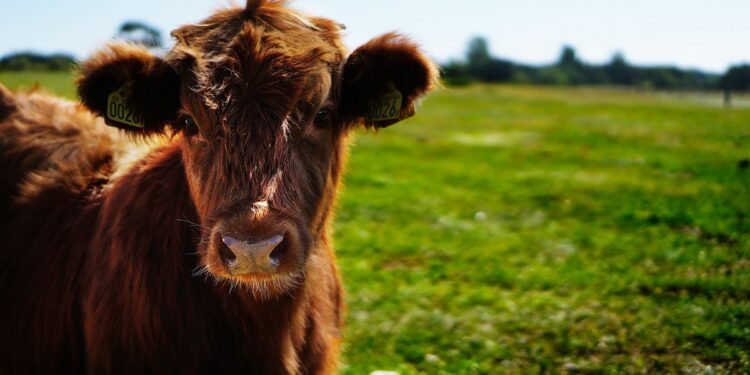 Uruguay le provee a Brasil carne orgánica