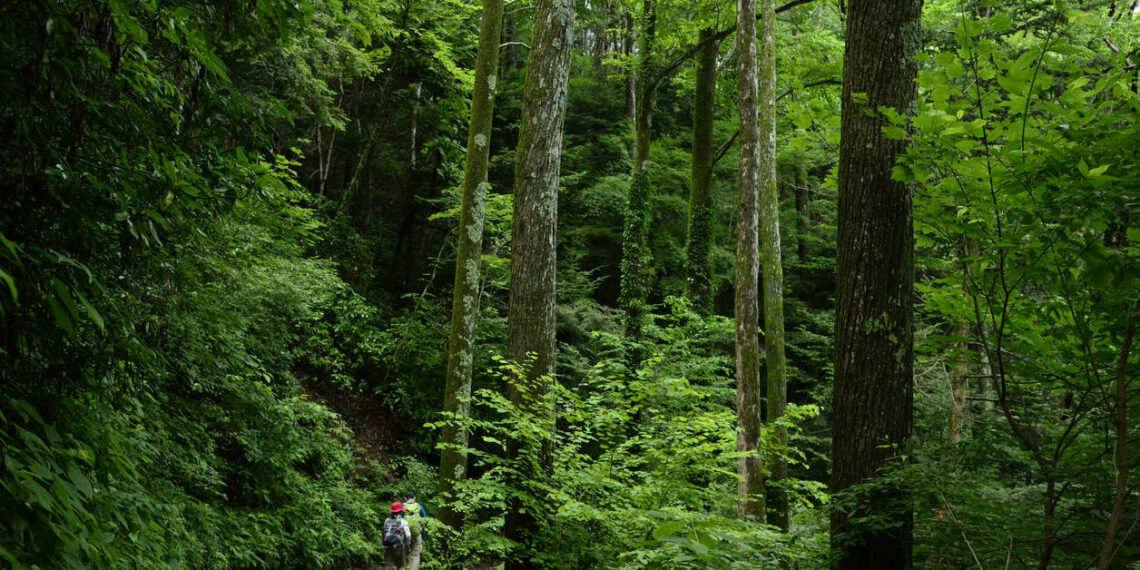 Viaje al Japón más natural y sostenible