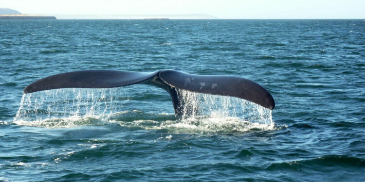 ballena franca austral