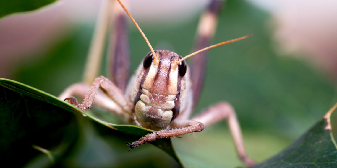 grillo