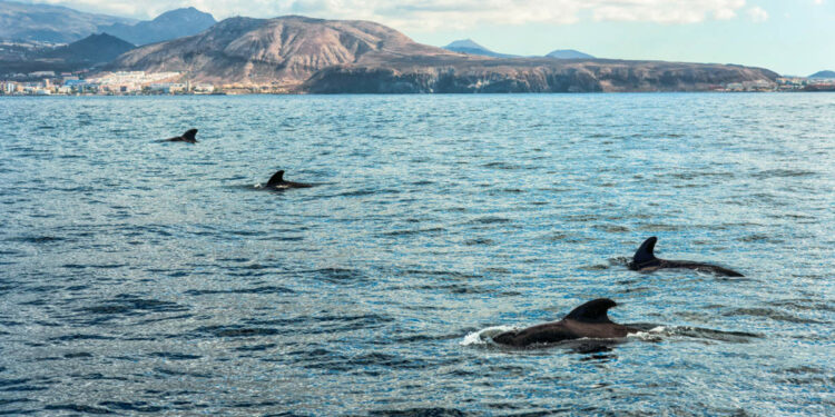 guía para avistar cetáceos de forma sostenible