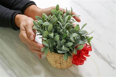 Opciones de regalos sustentables para el día de reyes magos_Bam Boo! Lifestyle