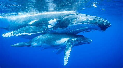 Los Cabos: Un Edén para las Ballenas