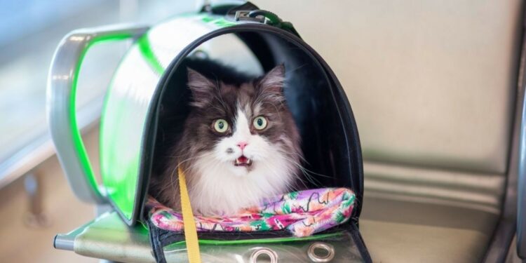 ¿Cómo calmar a una mascota en una emergencia de aeropuerto?