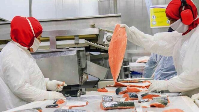 ¿Cómo se prepara la industria del salmón?