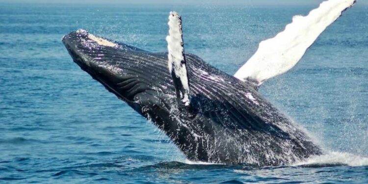 ¿Dónde avistar ballenas en Los Cabos? 3 hoteles donde puedes hacerlo 0