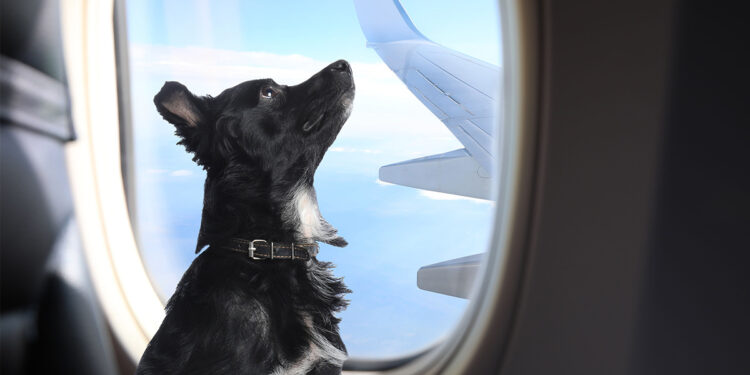Viajes en avión con perros: ¿van en zona de carga o como pasajeros?