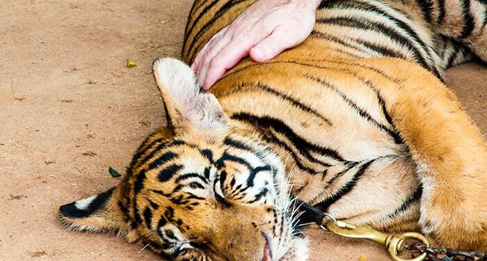 Animales en FITUR