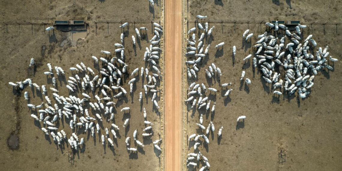 Brasil para exportación de carne a China por 1 caso – El Financiero