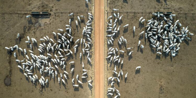 Brasil para exportación de carne a China por 1 caso – El Financiero