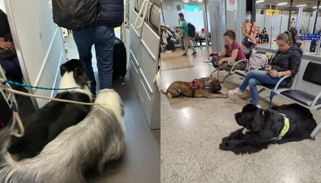 Cambian las reglas para viajar con perros de apoyo emocional. El debate toma vuelo