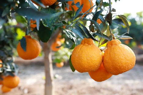 Crece la disponibilidad de Sumo Citrus esta temporada
