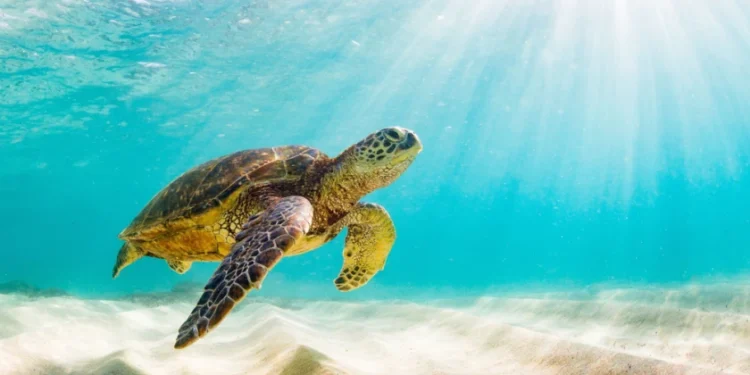 Ecuador, empresa de cruceros regala viajes a las Galápagos