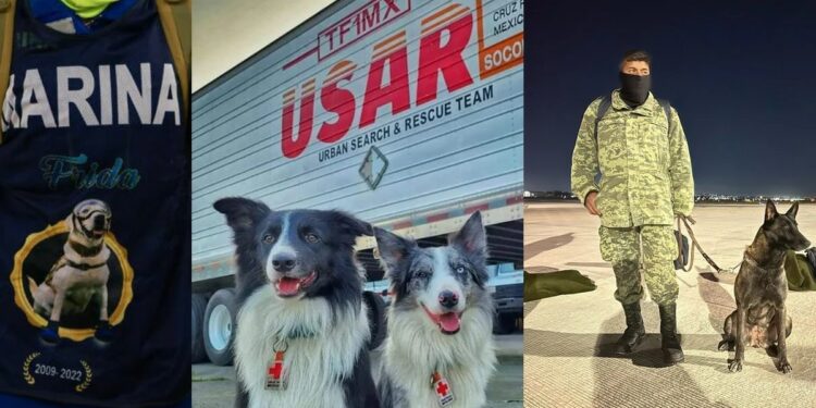 Frida estaría orgullosa: Ellos son los perritos rescatistas que apoyarán a Turquía y Siria tras sismos