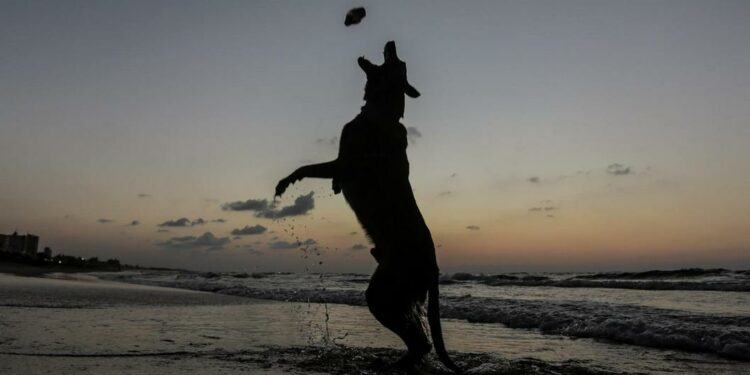 Hoteles en Cancún con mejores experiencias para las mascotas
