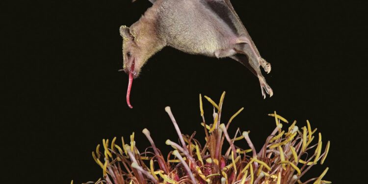 Murciélago leptonicterio pequeño