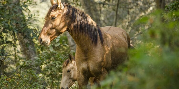 Los animales, los mejores aliados para regenerar la tierra