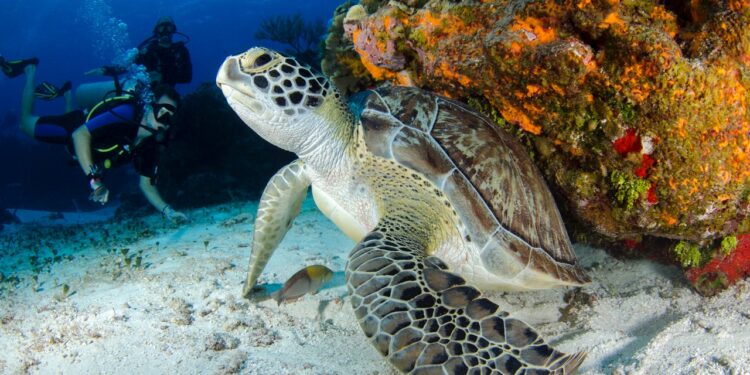 Los mejores lugares del mundo para ver tortugas marinas