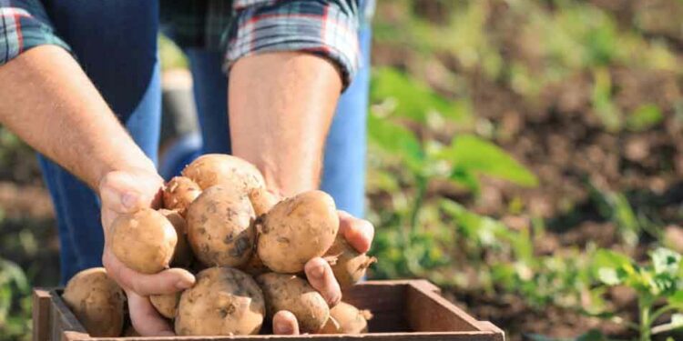 McCain Foods Invierte En Agricultura Regenerativa