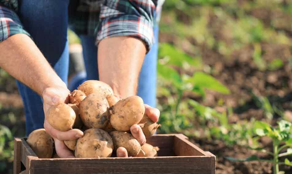 McCain Foods Invierte En Agricultura Regenerativa