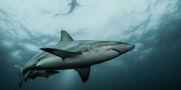 México prohíbe los viajes turísticos para ver tiburones blancos en Isla Guadalupe