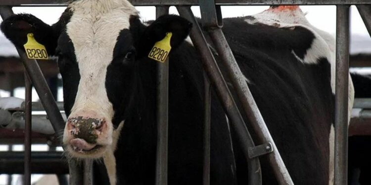 Minerva cubrirá las exportaciones brasileñas de carne a China desde Uruguay