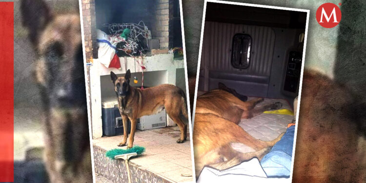 Perro de tráilero desaparece en Apodaca; lo busca en redes sociales Grupo Milenio