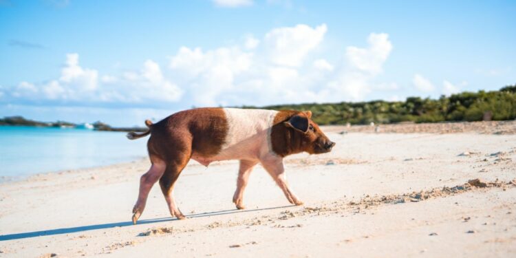Pig Beach: ¿Cómo llegar a la hermosa playa de los cerditos en Yucatán?