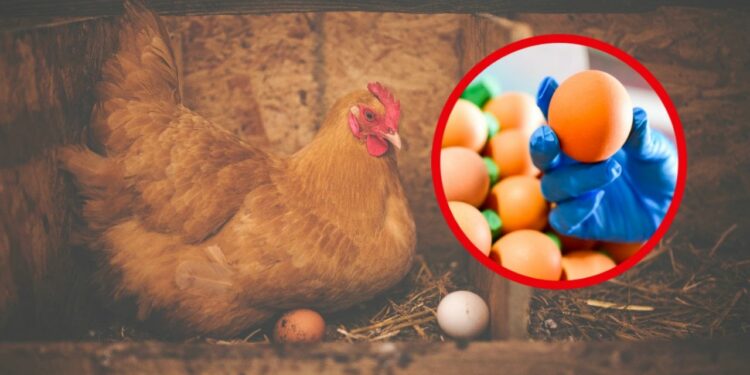 Precio de huevo bajará hasta en 2 años; mataron millones de gallinas